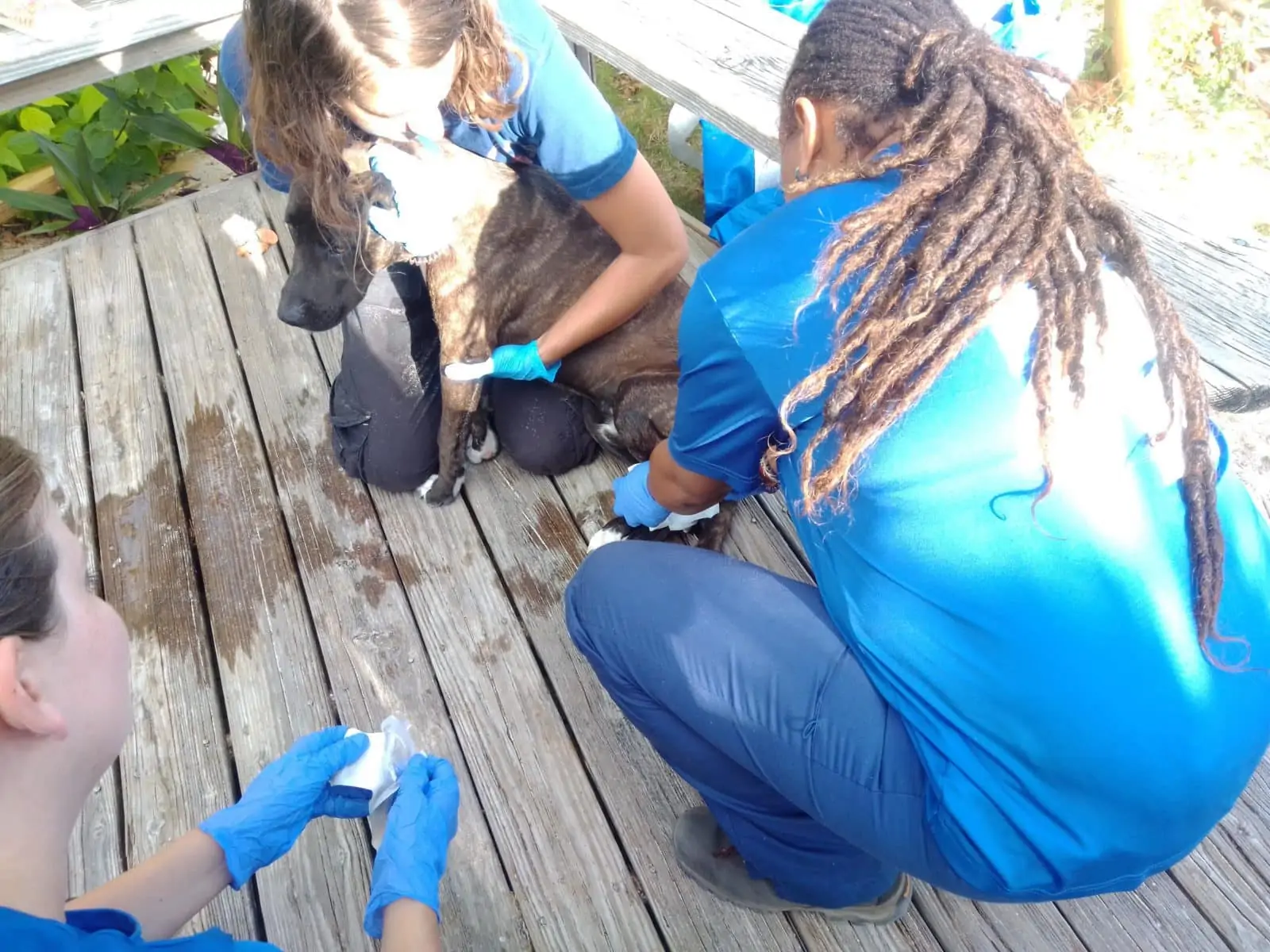 Americares staff assisting a dog with an injured paw in Elbow Cay.